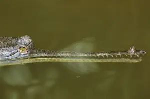 Gavial: Gavial Crocodile