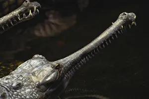 Gavial: Gavial Crocodile Mouth
