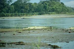 Gavial: Gavial / Gharial