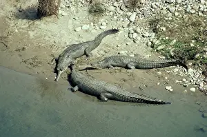 Gavial: Gavial / Gharial