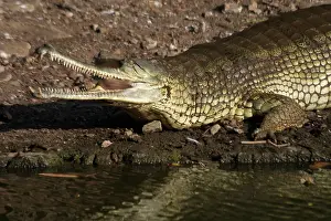 Gavial: Gavial / Gharial