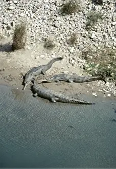 Joanna Van Gruisen: Gavial / Gharial - Group of three by water edge