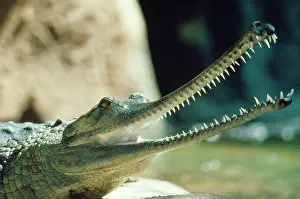 Gavial: Gavial / Gharial - mouth open showing teeth - endangered