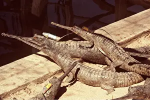 Study: Gavial / Gharial - with radio collars