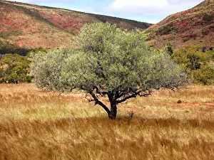 Jean-marc La Roque: Gawler Ranger National Park