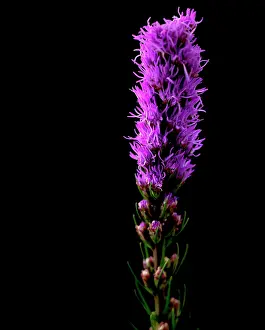 Blazing: Gayfeather