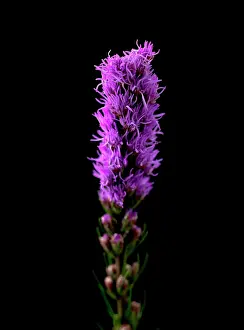 Blazing: Gayfeather