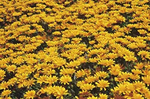 Gazania: Gazania
