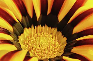 Gazania: Gazania