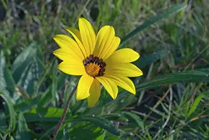 Gazania: Gazania flower
