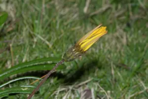 Gazania: Gazania flower closed for the night