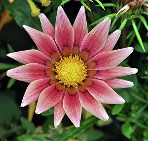 Gazania: Gazania flower; popular garden flower originally