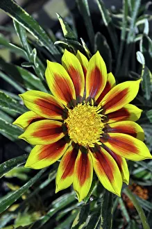 Gazania: Gazania flower, variety Mohawkpopular garden flower