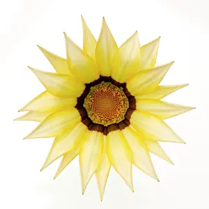 Gazania: Gazania Flower - on white background
