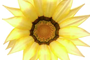 Gazania: Gazania Flower - on white background