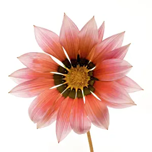 Gazania: Gazania Flower - on white background