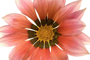 Gazania: Gazania Flower - on white background