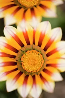 Gazania: Gazania Flowers