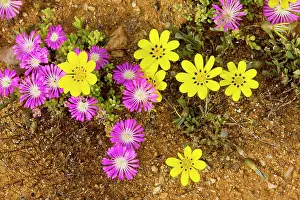Gazania: Gazania lichtensteinii with pink Drosanthemum hispidum