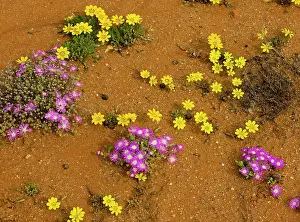Gazania: Gazania lichtensteinii with pink Drosanthemum hispidum