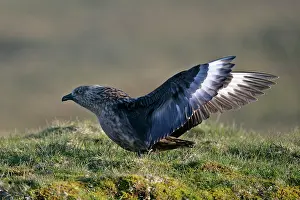 Unst: Geat Skua - adult flapping it's wings