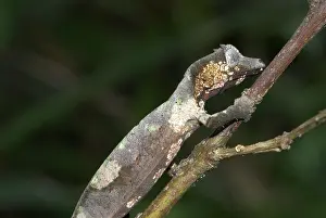 Phantasticus: Gecko on branch