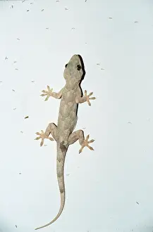 Gecko: GECKO CLINGS TO VERTICAL WALL
