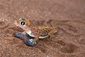 Webbed: this gecko developed webbed feet to survive in Namibian dese