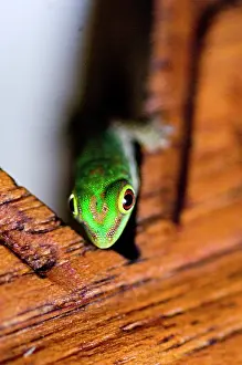 Seychelles: Gecko at Fregate Island Resort