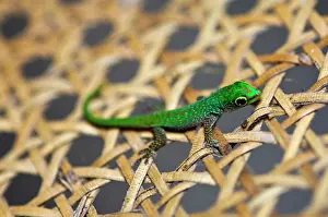 Seychelles: Gecko at Fregate Island Resort