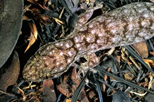 Geckoes: Gecko (Gehyra dubia) foraging after bush fire