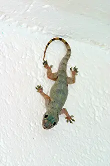 Hemidactylus: Gecko