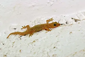 Hemidactylus: Gecko