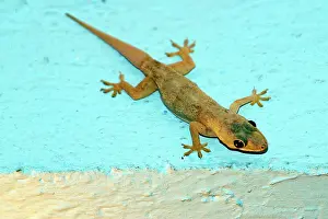 Hemidactylus: Gecko
