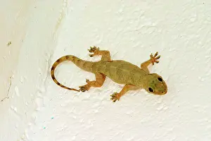 Hemidactylus: Gecko