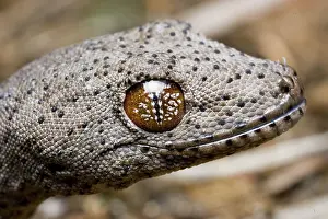 Williamsi: Gecko
