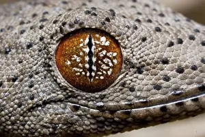 Williamsi: Gecko