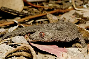 Williamsi: Gecko