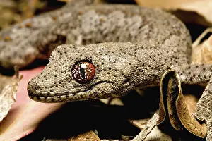 Williamsi: Gecko