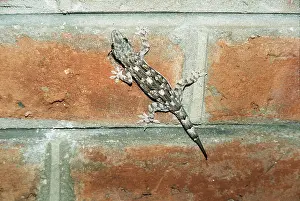 Shows: GECKO - on wall & shows regeneration of damaged tail