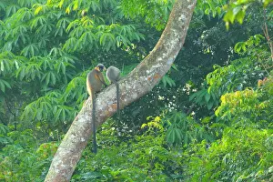 Trachypithecus: Gee's Golden Langur