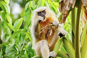 Singe: Gee's golden langur (Trachypithecus geei)