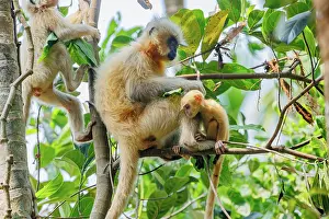 Singe: Gee's golden langur (Trachypithecus geei)