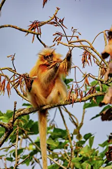 Singe: Gee's golden langur (Trachypithecus geei)