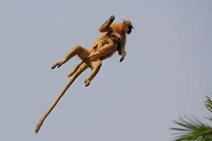 Singe: Gee's golden langur (Trachypithecus geei)