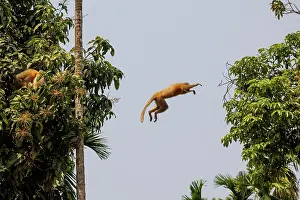 Singe: Gee's golden langur (Trachypithecus geei)