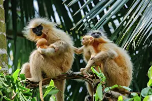Singe: Gee's golden langur (Trachypithecus geei)