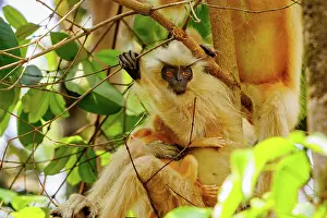 Singe: Gee's golden langur (Trachypithecus geei)