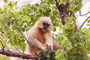 Singe: Gee's golden langur (Trachypithecus geei)