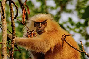 Singe: Gee's golden langur (Trachypithecus geei)